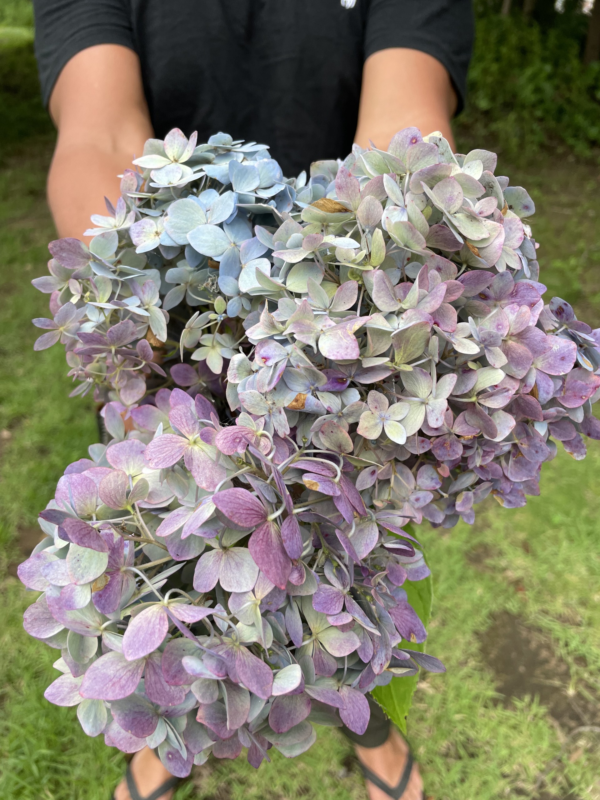 紫陽花の収穫 - フラワーアート吉垣徹